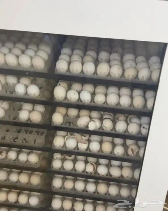 فقاسات الياسريه 3