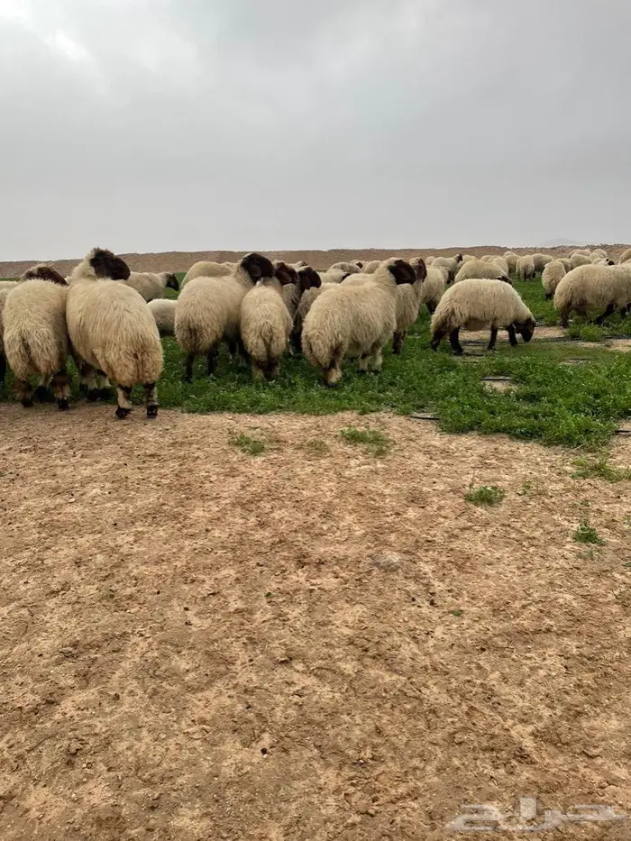 فحل نعيمي صنف جذع فاخر 8