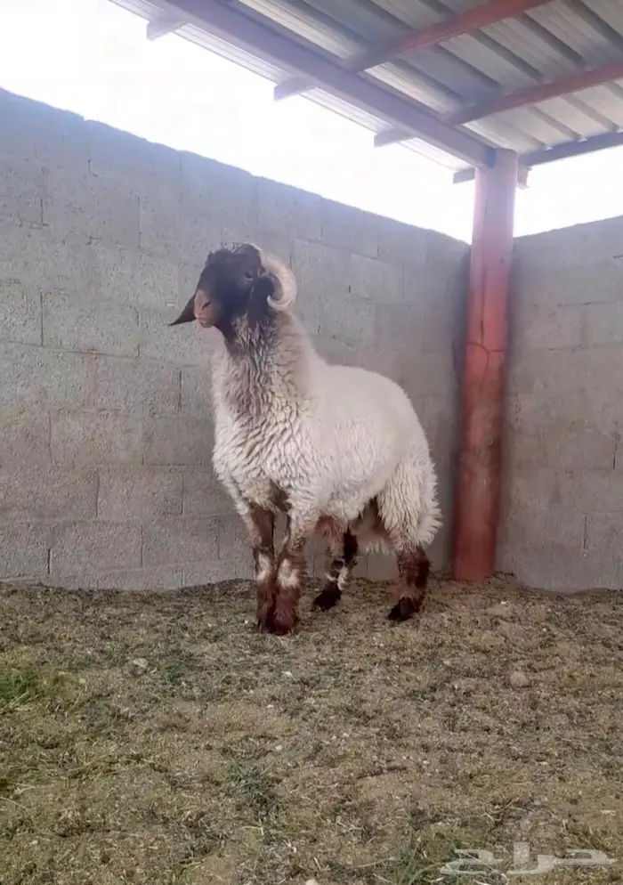 فحل نعيمي صنف جذع فاخر 6