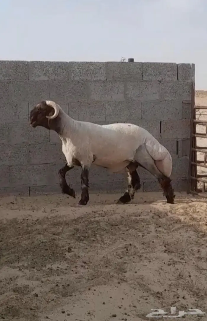 فحل نعيمي صنف جذع فاخر 2