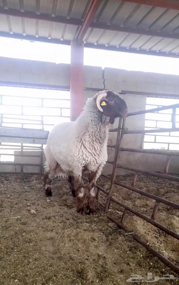 فحل نعيمي صنف جذع فاخر 7