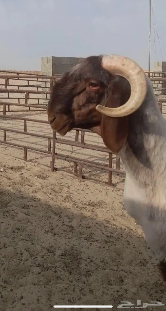 فحل نعيمي صنف جذع فاخر 5