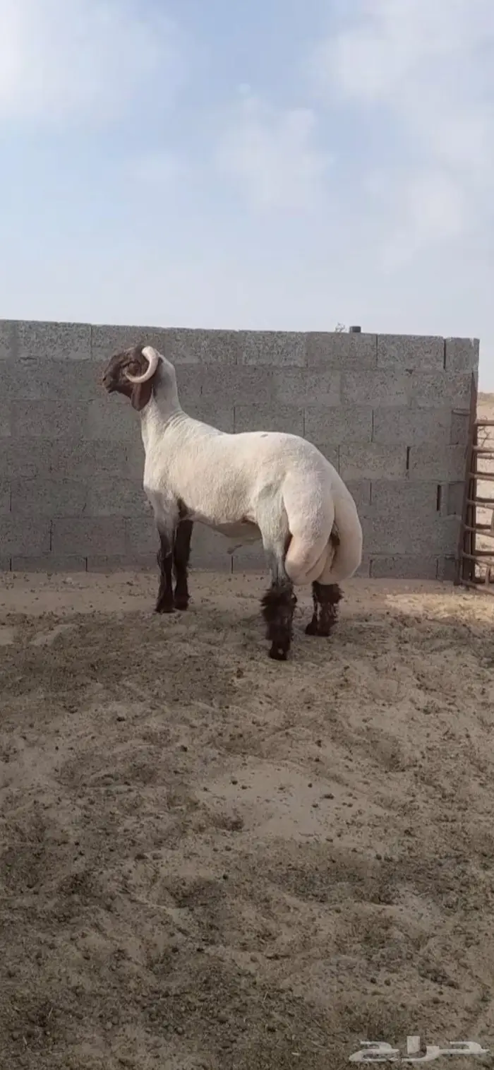 فحل نعيمي صنف جذع فاخر 0