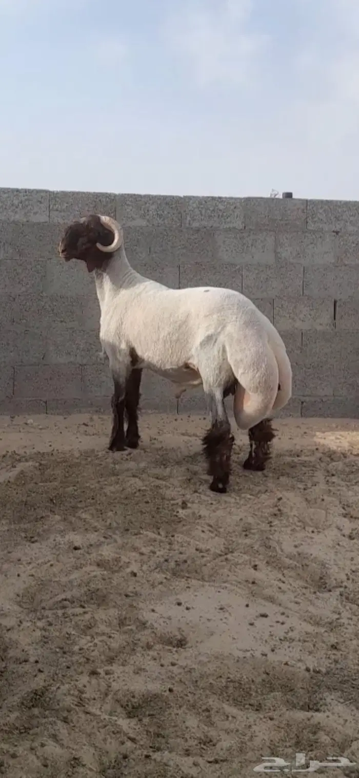 فحل نعيمي صنف جذع فاخر 1