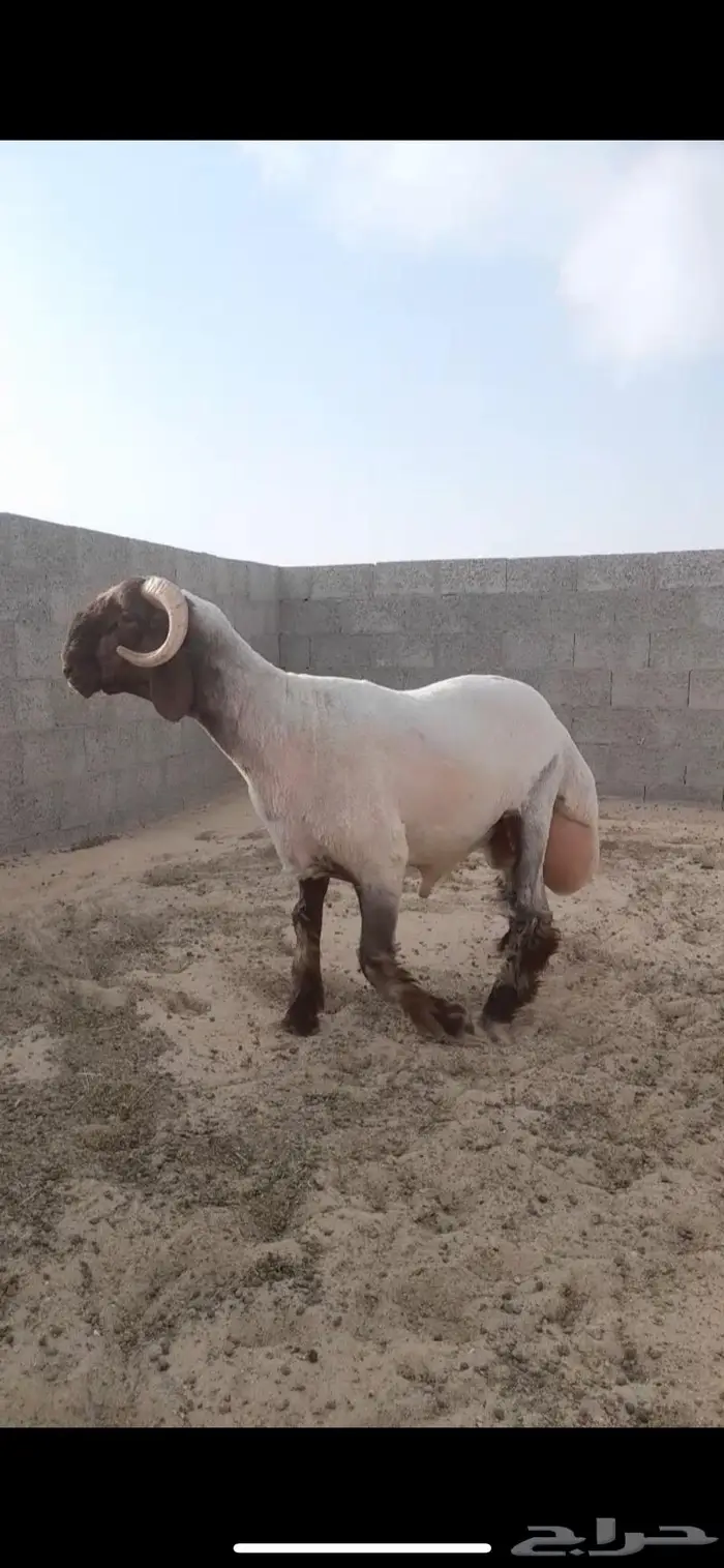 فحل نعيمي صنف جذع فاخر 3