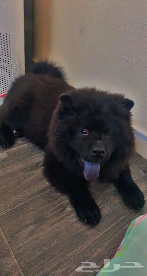 يوجد جميع انواع الكلاب للتلقيح ( للتزاوج ) 2