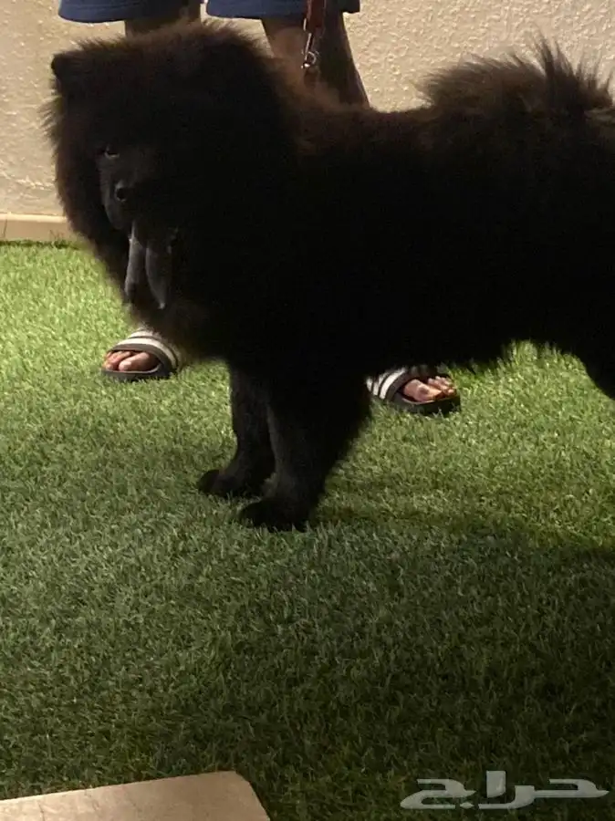 يوجد جميع انواع الكلاب للتلقيح ( للتزاوج ) 1