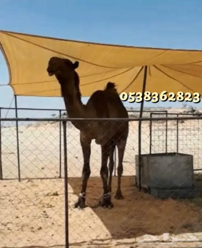 لبيع مضلات الغنم والابل والخيام ولوازم المخيمات 9