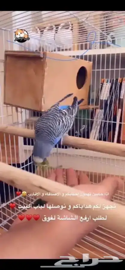 بادجي متوفر تمارا 0