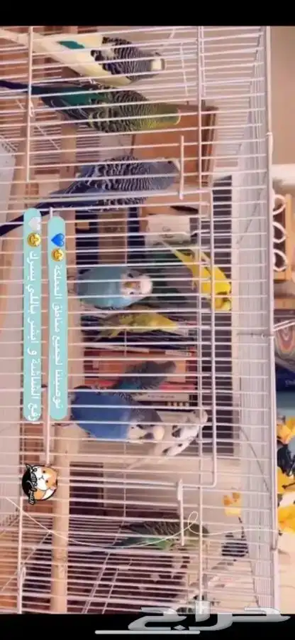 بادجي متوفر تمارا 1