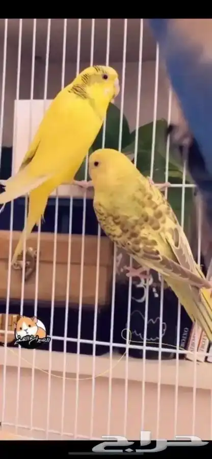 بادجي متوفر تمارا 2