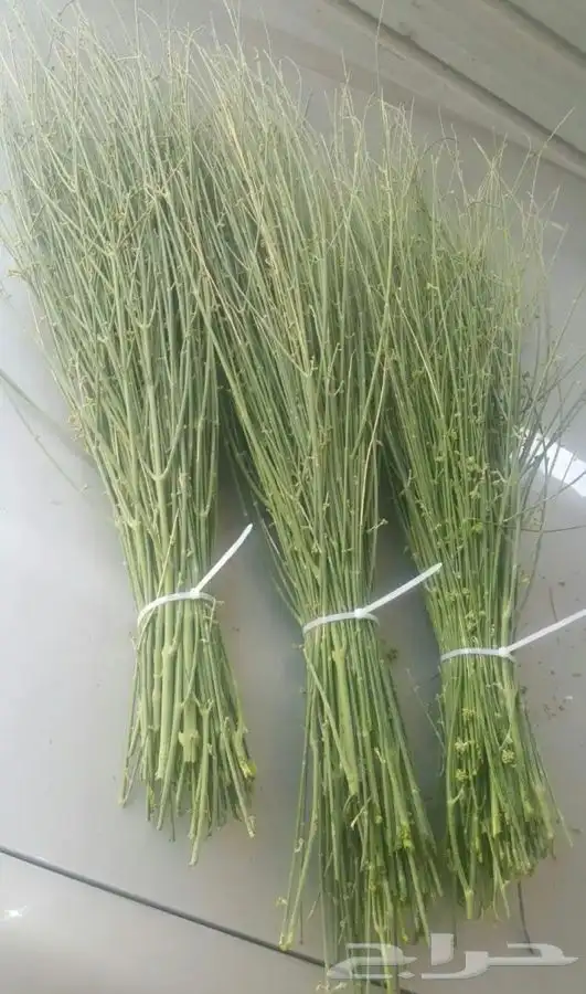 مرخ لي للبيع لي للحنيذ والمندي ويتقطف عند طلبك بي نص ساعه 0