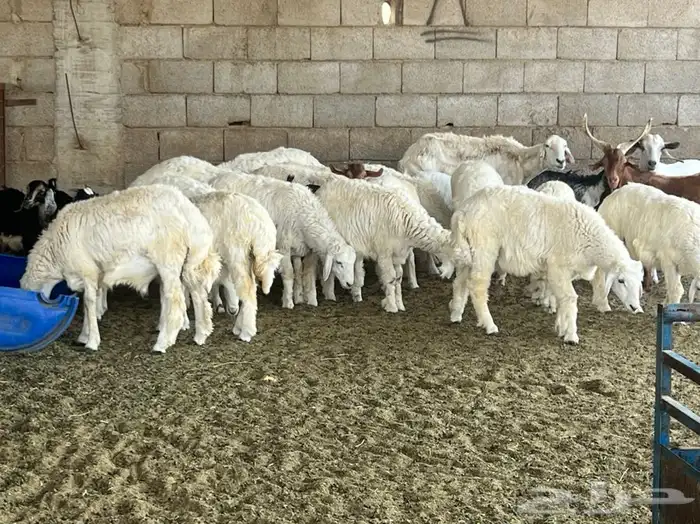 ذبيحتك لباب بيتك راجع التقييم 9