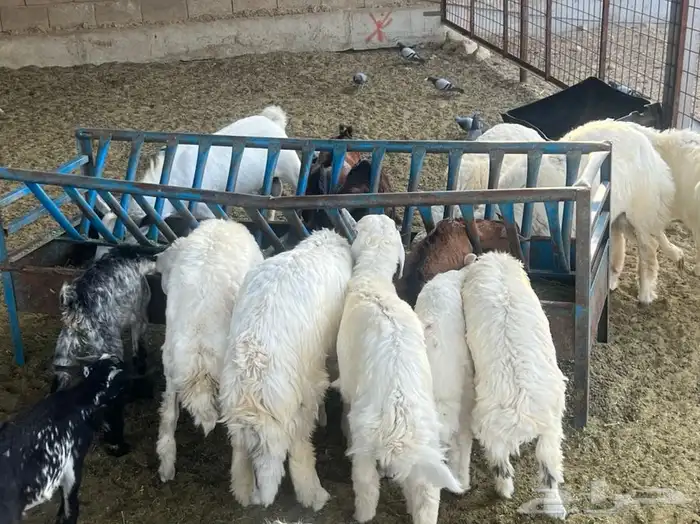 ذبيحتك لباب بيتك سواكني حري تربية وتيوس 2