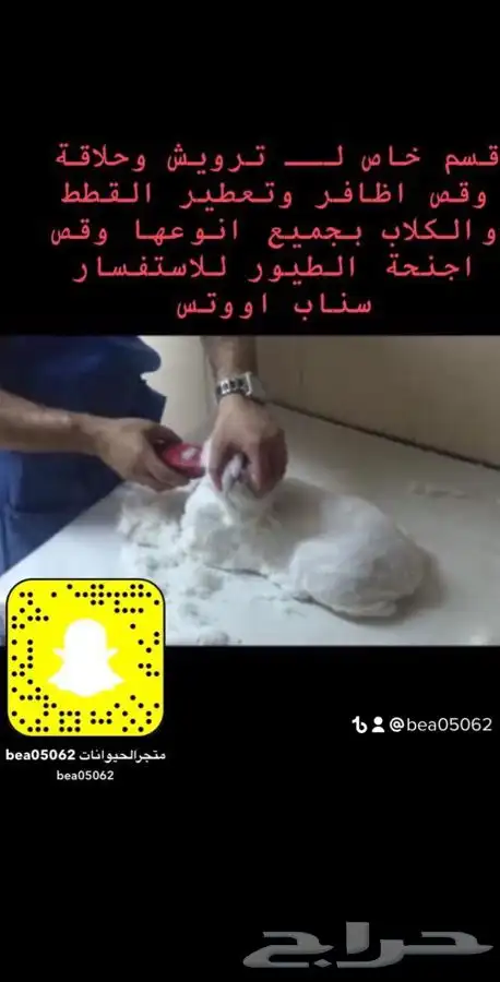 فندقه قطط تزوج قطط كل ما يخص الحيوانات يتوفر تطعيم 2