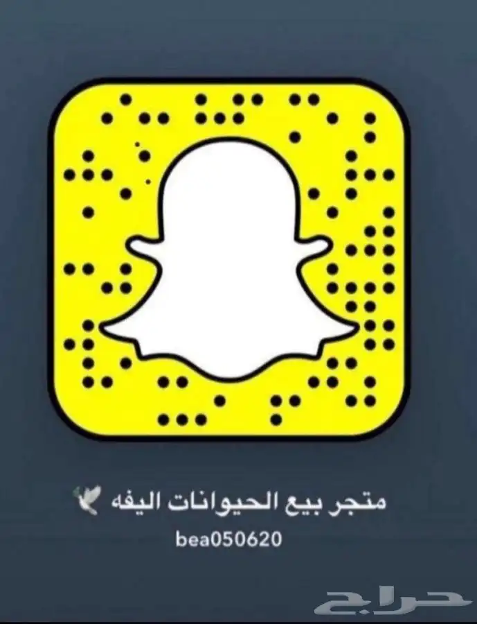 فندقه قطط تزوج قطط كل ما يخص الحيوانات يتوفر تطعيم 1