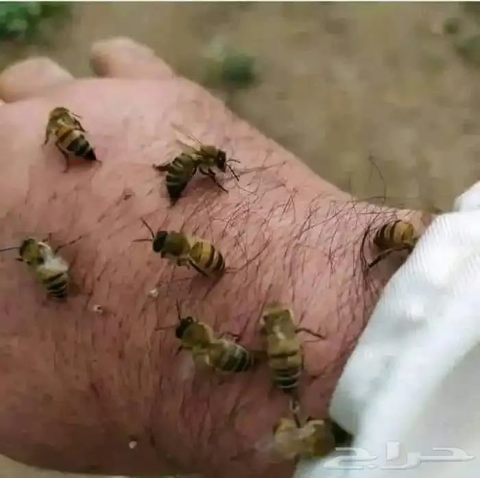 نحل بلدي 4
