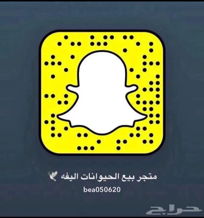 قطط طيور سلااحف اسماك هامستر ارانب مستلزمات 11