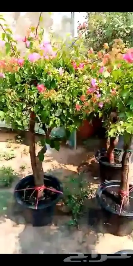 مشتل زهره الجنوب نجران لجميع انواع الاشجار الزينه والمثمره ب 14