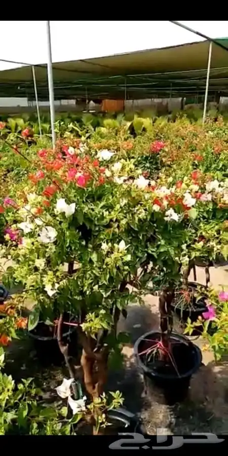 مشتل زهره الجنوب نجران لجميع انواع الاشجار الزينه والمثمره ب 17