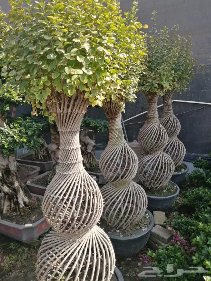 مشتل زهره الجنوب نجران لجميع انواع الاشجار الزينه والمثمره ب 19