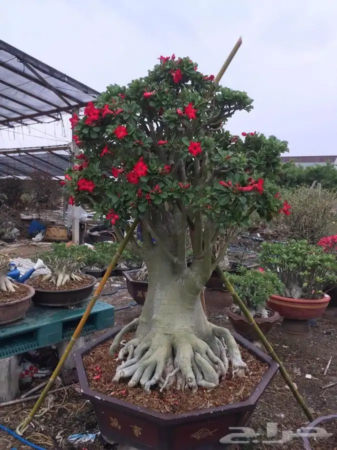 مشتل زهره الجنوب نجران لجميع انواع الاشجار الزينه والمثمره ب 21