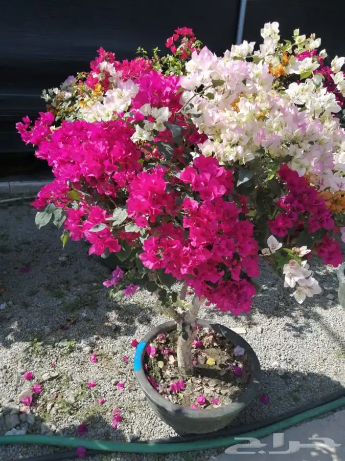مشتل زهره الجنوب نجران لجميع انواع الاشجار الزينه والمثمره ب 18