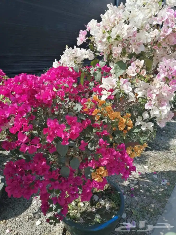 مشتل زهره الجنوب نجران لجميع انواع الاشجار الزينه والمثمره ب 22