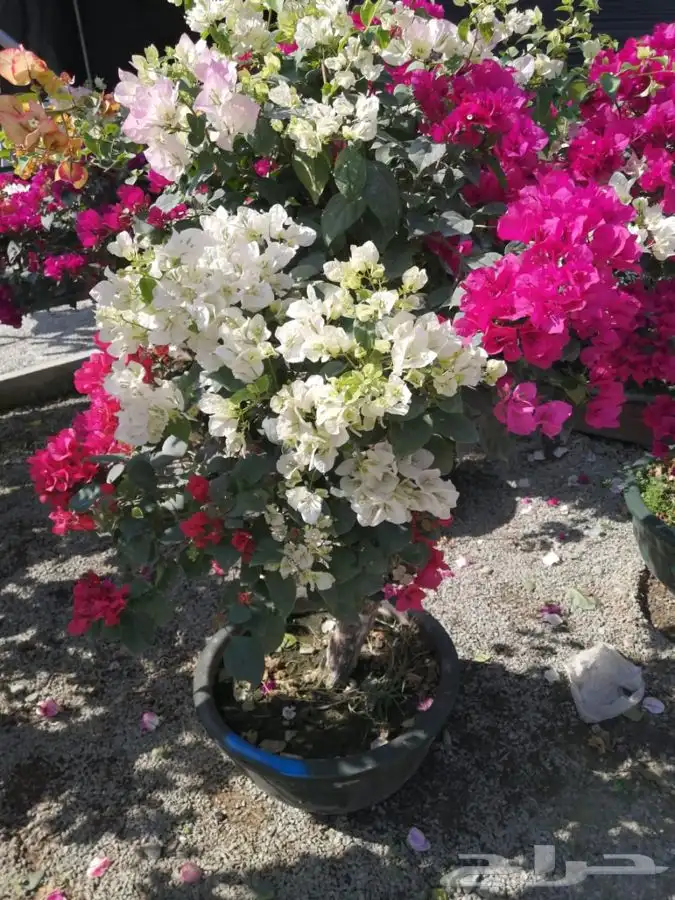 مشتل زهره الجنوب نجران لجميع انواع الاشجار الزينه والمثمره ب 20