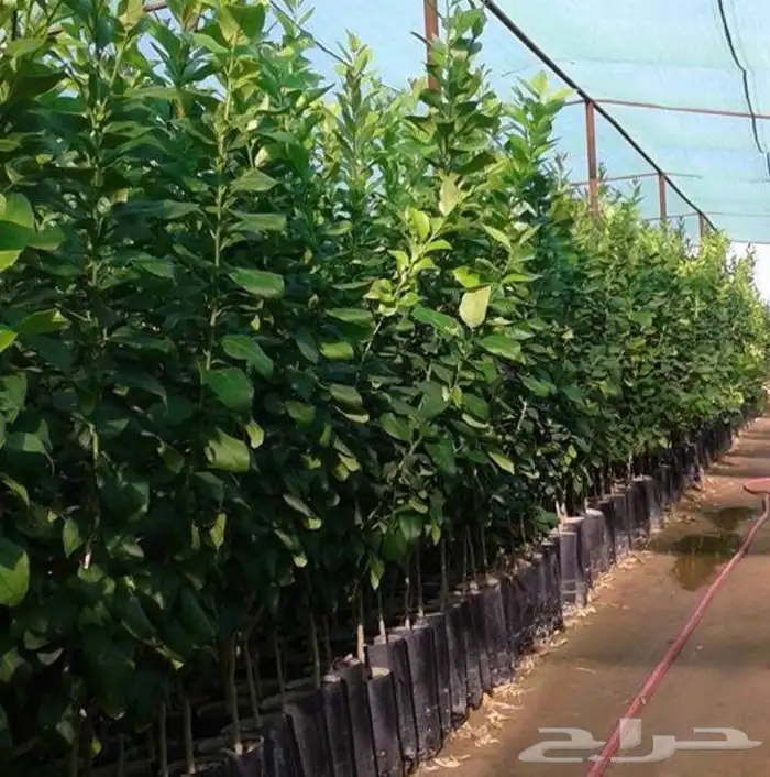مشتل زهره الجنوب نجران لجميع انواع الاشجار الزينه والمثمره ب 15