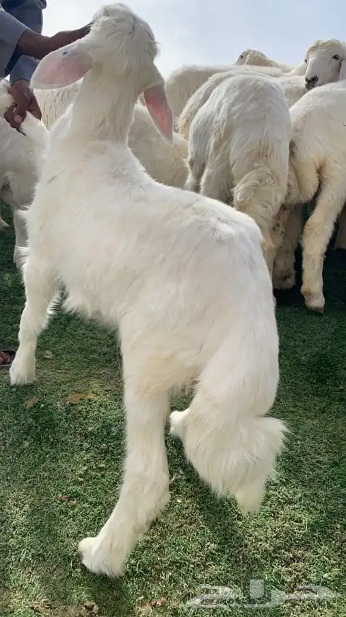 شراء ذبيحه وصلخها وتوصيل الى مكانك اللي تبغاه 0