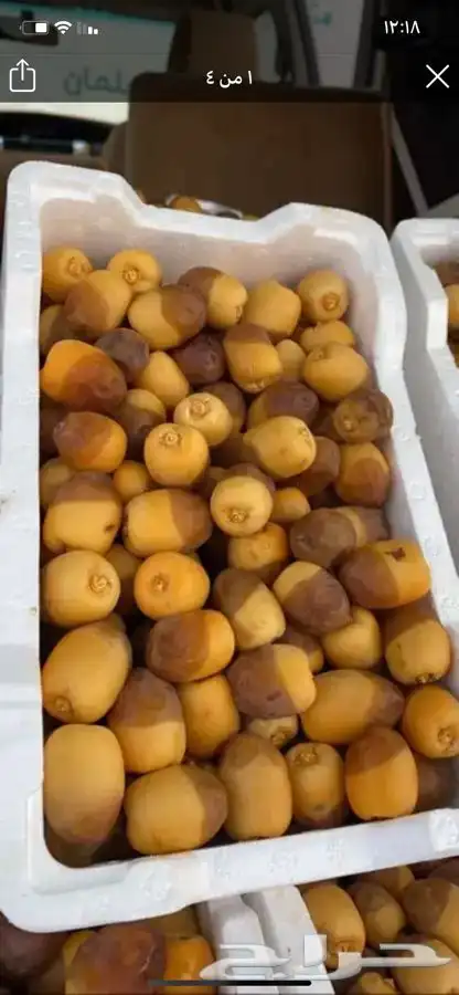 روثانة المدينه 13