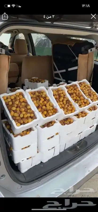 روثانة المدينه 12