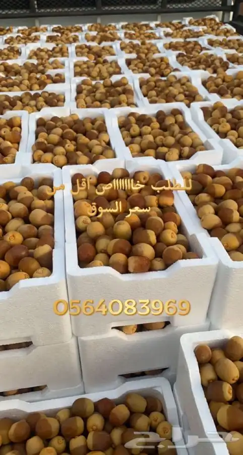 روثانة المدينه 10