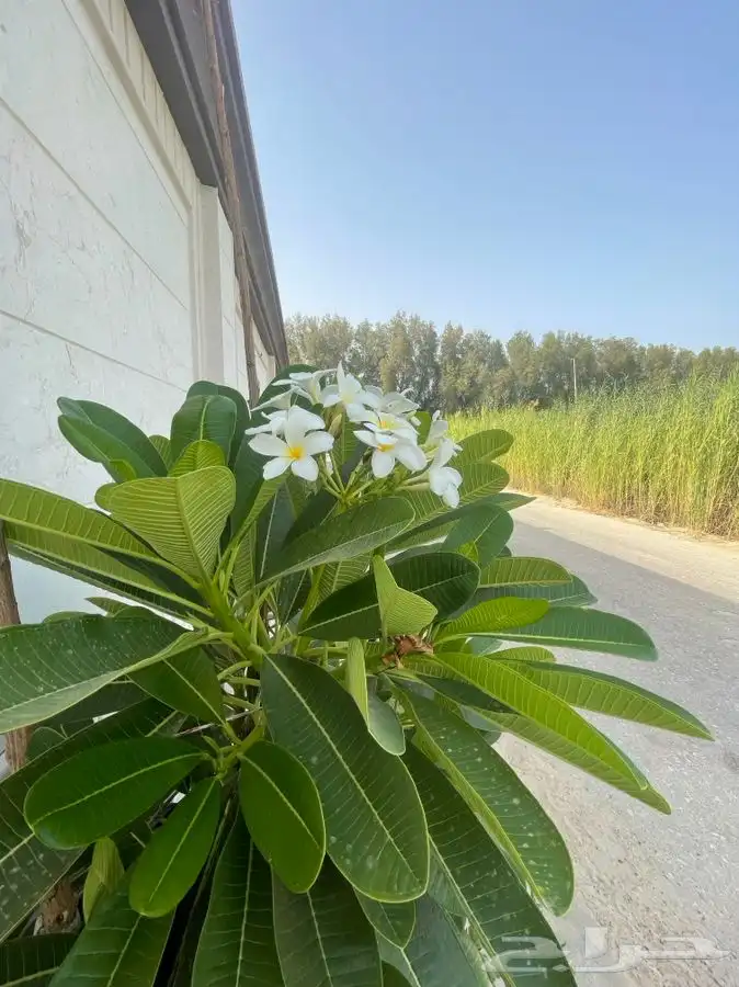 استراحة قسمين للإيجار اليومي 8