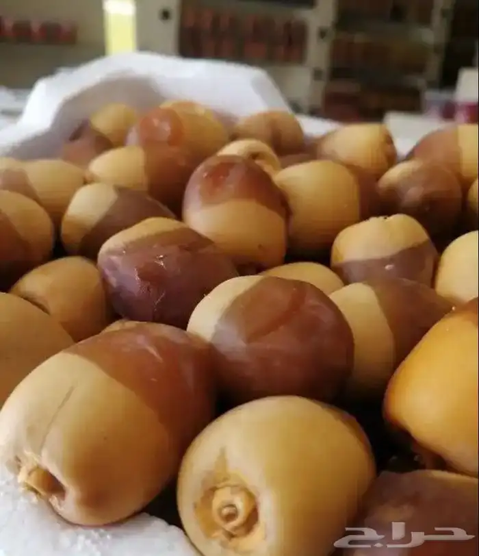 روثانة المدينه 17