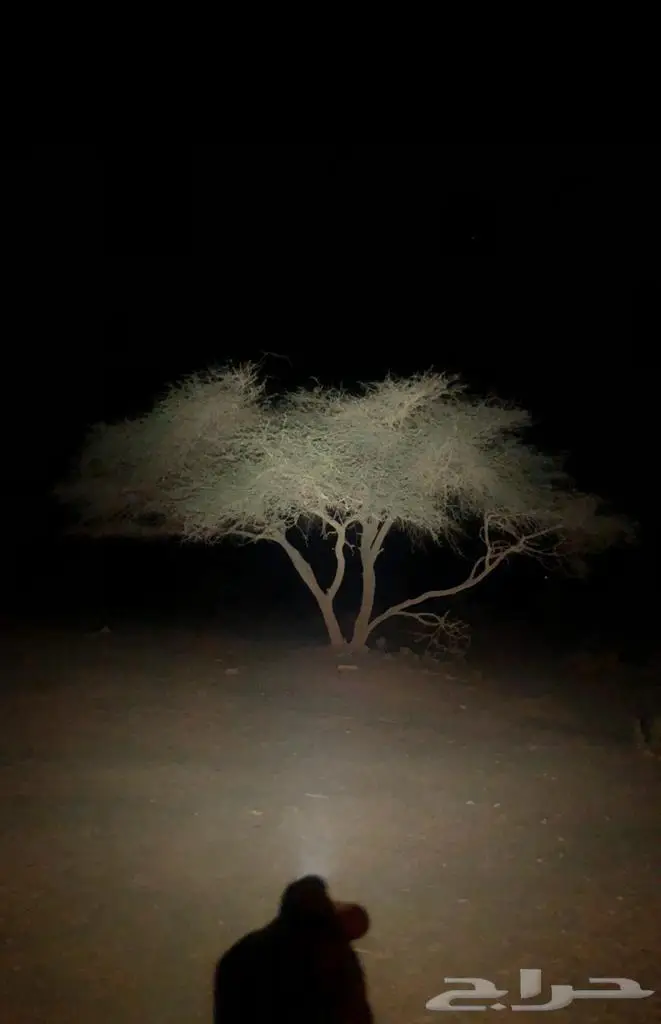 أصغر كشاف - نايتكور الاصلي 99 ريال 13