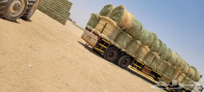 اللبيع لفات صافي وناعم شد طيب. إنتاج هذي السنه 53