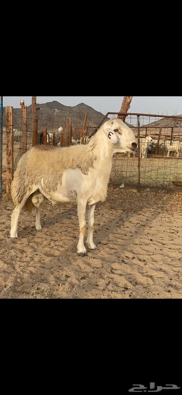 فحل حري حرش صنف لاهل التميز نادر 0