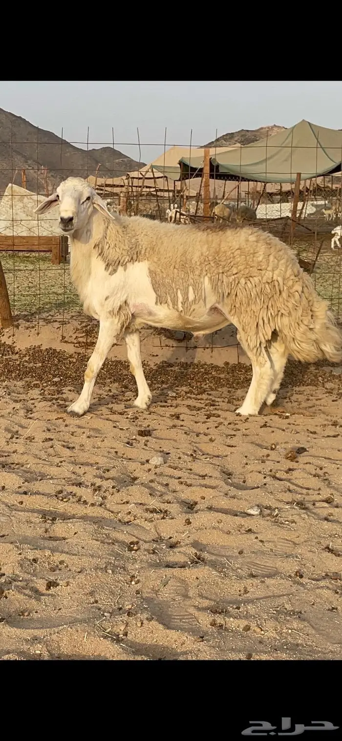 فحل حري حرش صنف لاهل التميز نادر 2