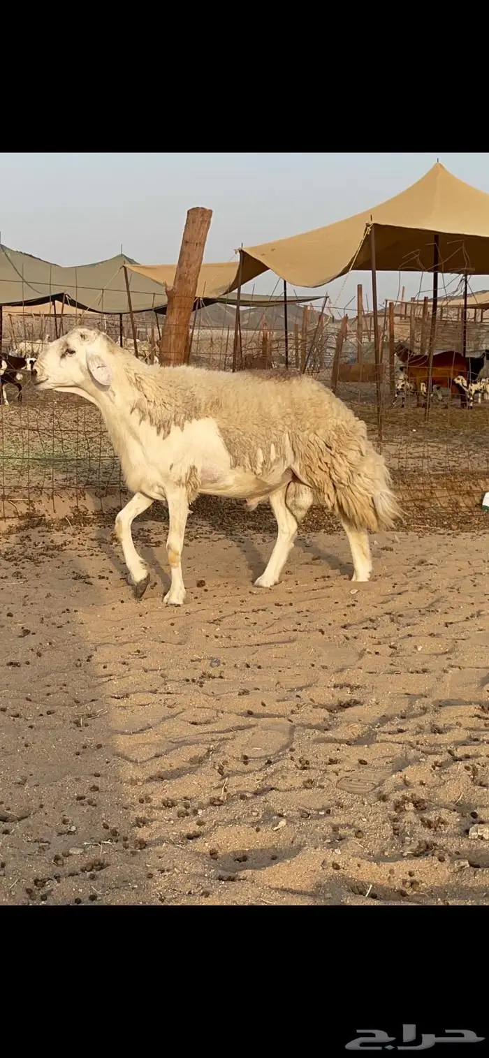 فحل حري حرش صنف لاهل التميز نادر 1