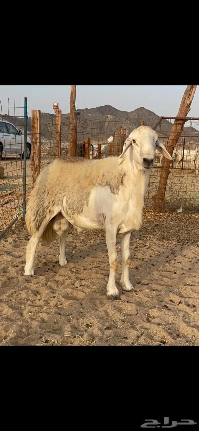 فحل حري حرش صنف لاهل التميز نادر 4