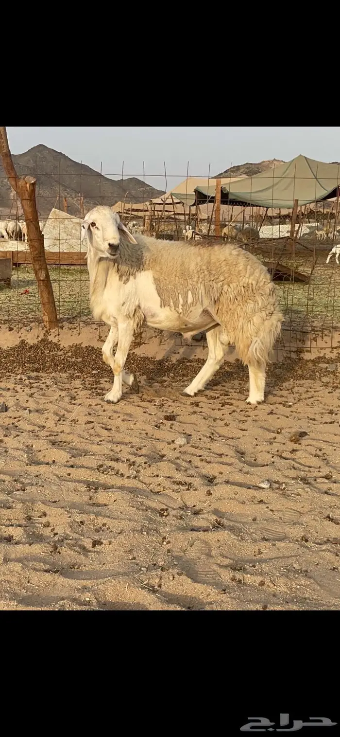 فحل حري حرش صنف لاهل التميز نادر 3