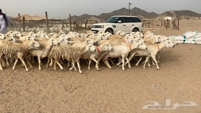 غنم خلفات حرش عددها 75 تحتها 75 4