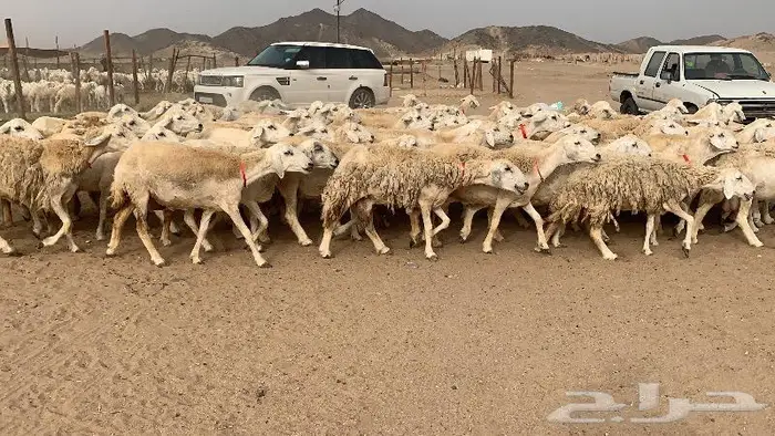 غنم خلفات حرش عددها 75 تحتها 75 6