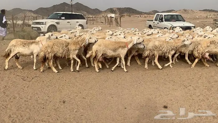 غنم خلفات حرش عددها 75 تحتها 75 7