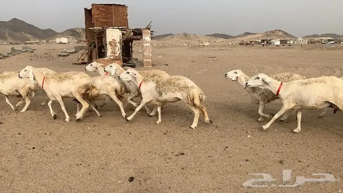 غنم خلفات حرش عددها 75 تحتها 75 8