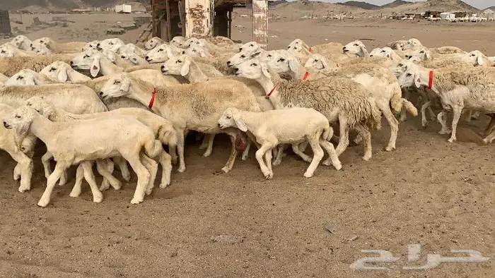 غنم خلفات حرش عددها 75 تحتها 75 9