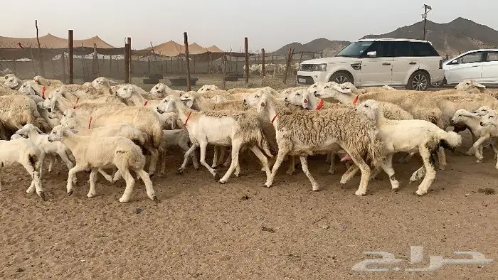 غنم خلفات حرش عددها 75 تحتها 75 10