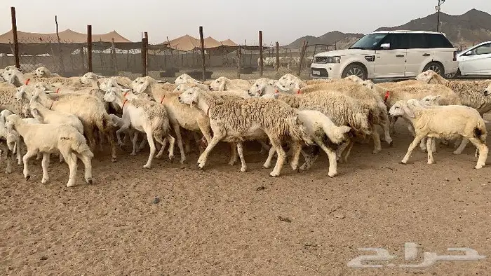 غنم خلفات حرش عددها 75 تحتها 75 11